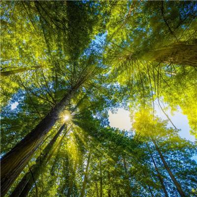 天才宠物美容院游戏破解版下载